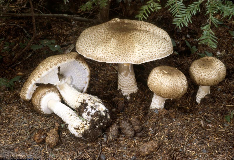 Agaricus augustus